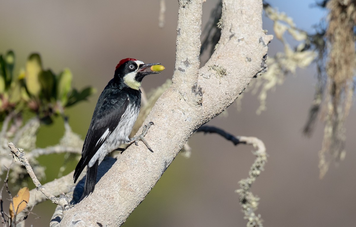 Acorn Woodpecker - ML287266131