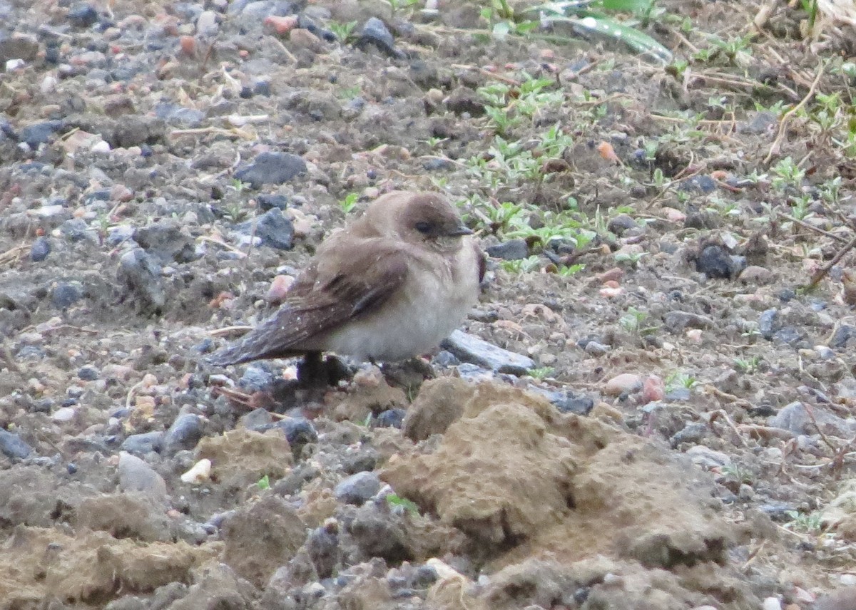 Northern Rough-winged Swallow - ML28726731