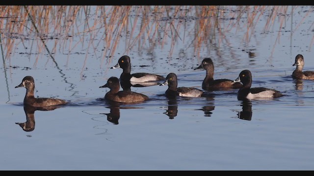 Ring-necked Duck - ML287269241