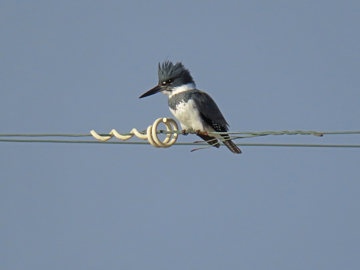 Belted Kingfisher - ML287271491