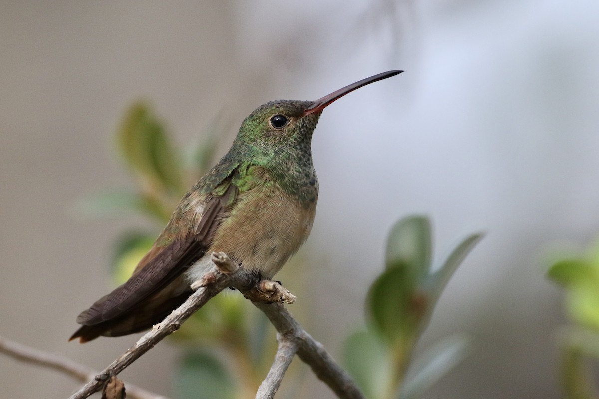 Buff-bellied Hummingbird - John Garrett