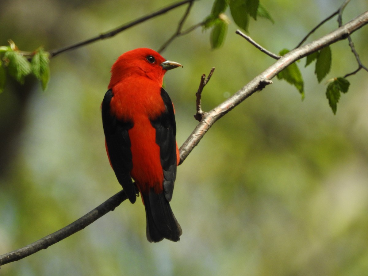 Scarlet Tanager - ML28727511