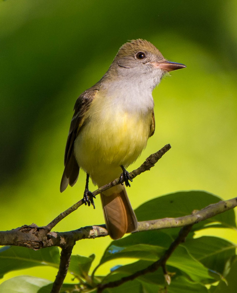 Great Crested Flycatcher - Beth and Dan Fedorko