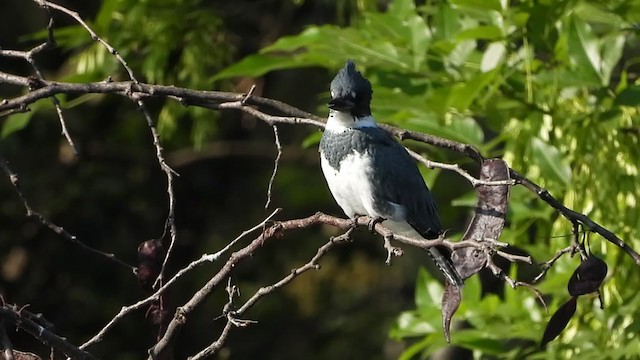 Belted Kingfisher - ML287276091