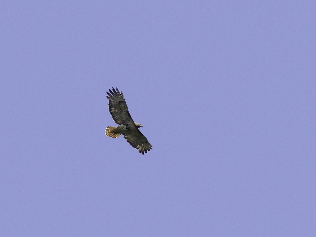 Red-tailed Hawk - ML28727671
