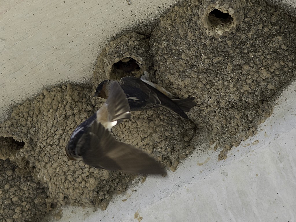 Cliff Swallow - jerry amerson