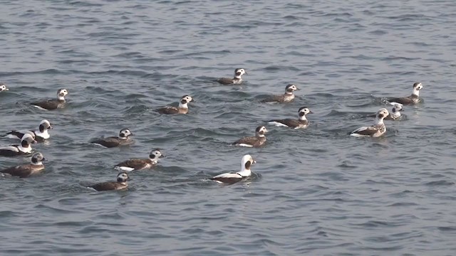 Long-tailed Duck - ML287278221