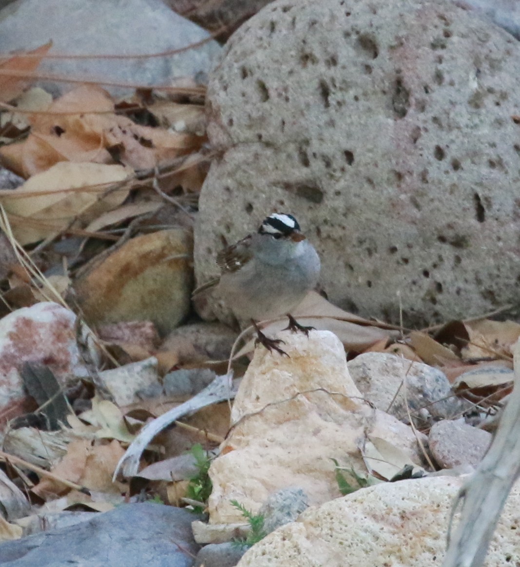 White-crowned Sparrow (oriantha) - ML28727841