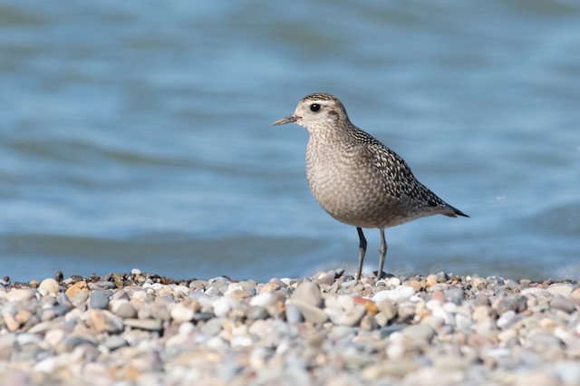 American Golden-Plover