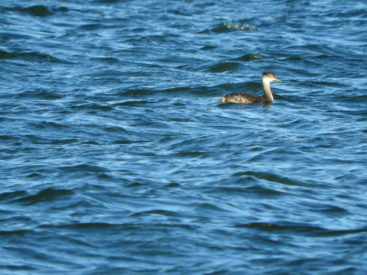 Red-necked Grebe - ML287284651