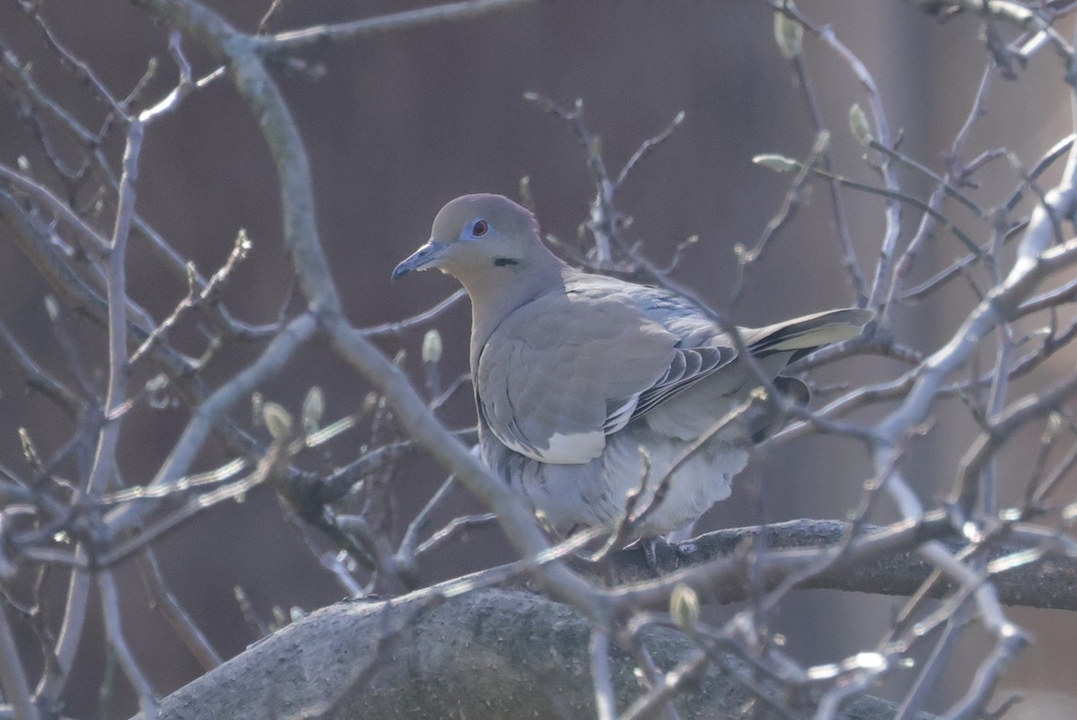 White-winged Dove - ML287287391