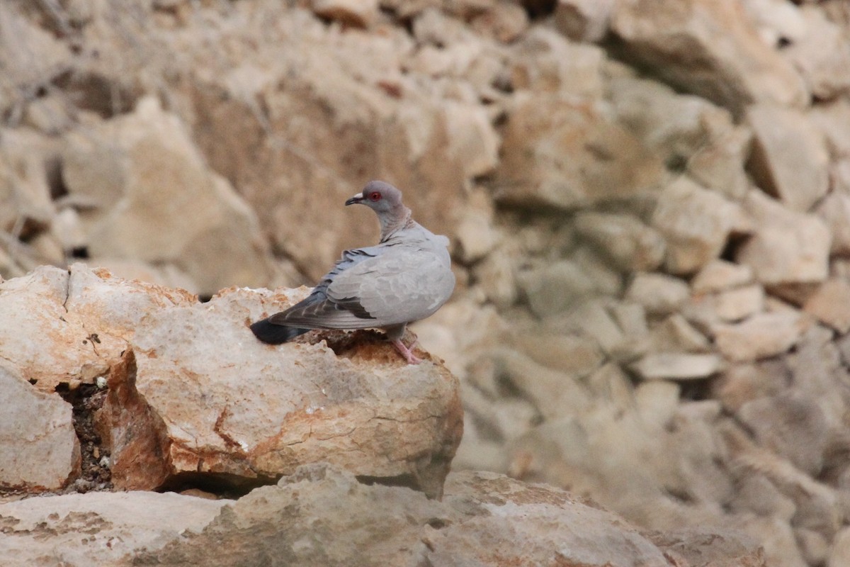 Somali Pigeon - ML287287721