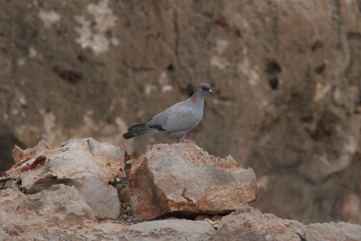 Somali Pigeon - ML287287741
