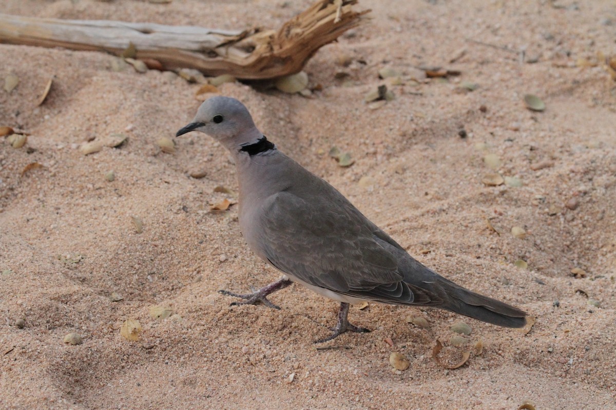 African Collared-Dove - ML287287841