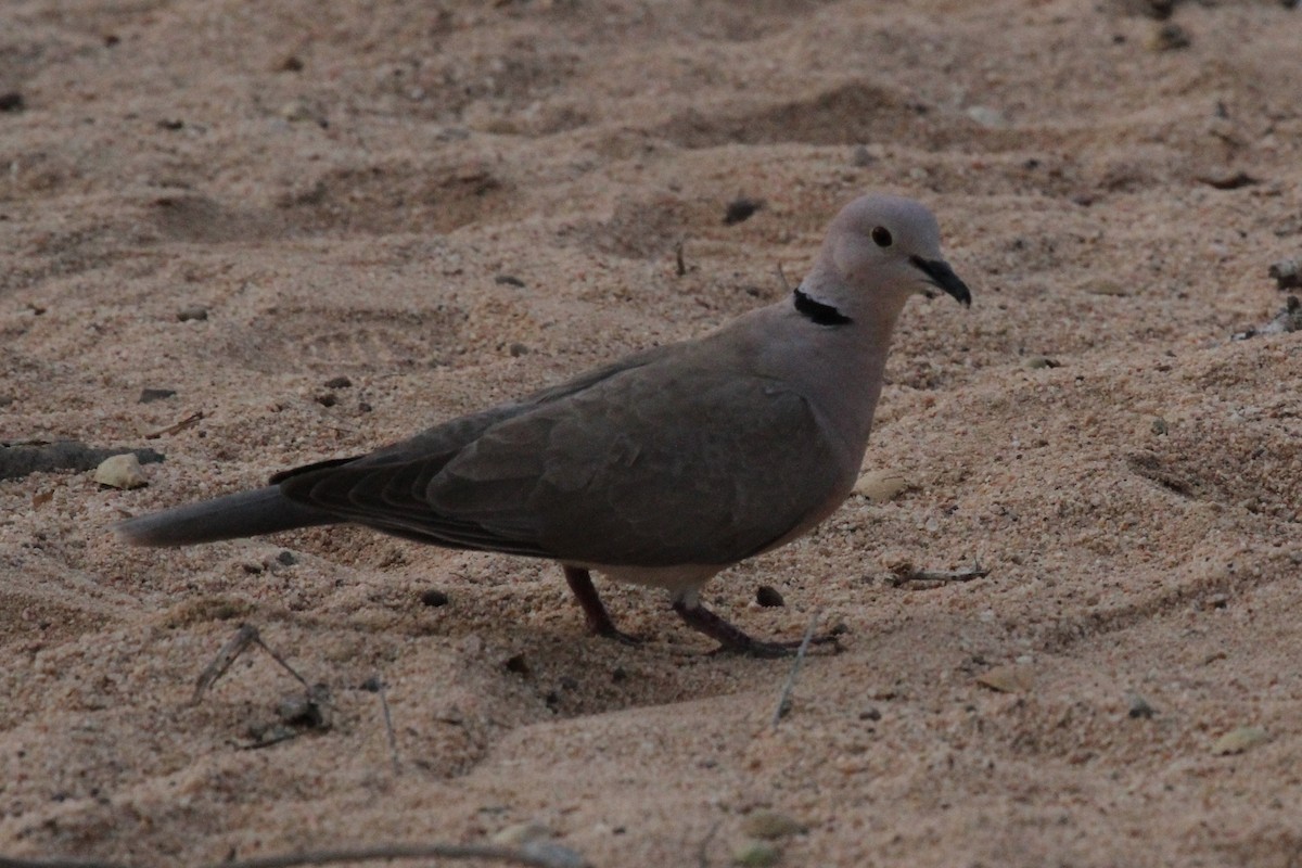 African Collared-Dove - ML287287931