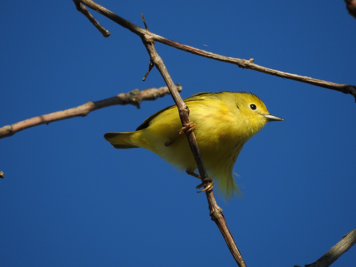 Yellow Warbler (Northern) - ML28728851