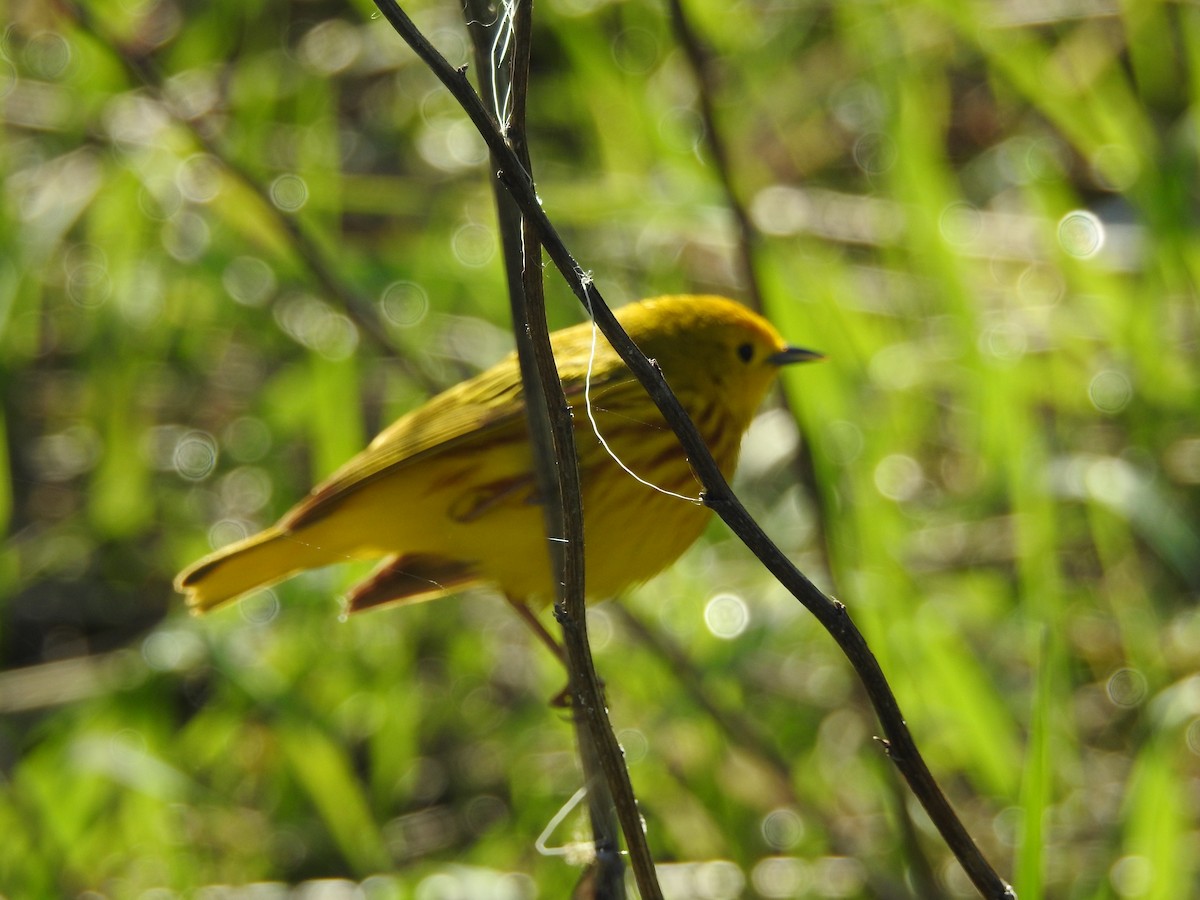 Yellow Warbler (Northern) - ML28728871
