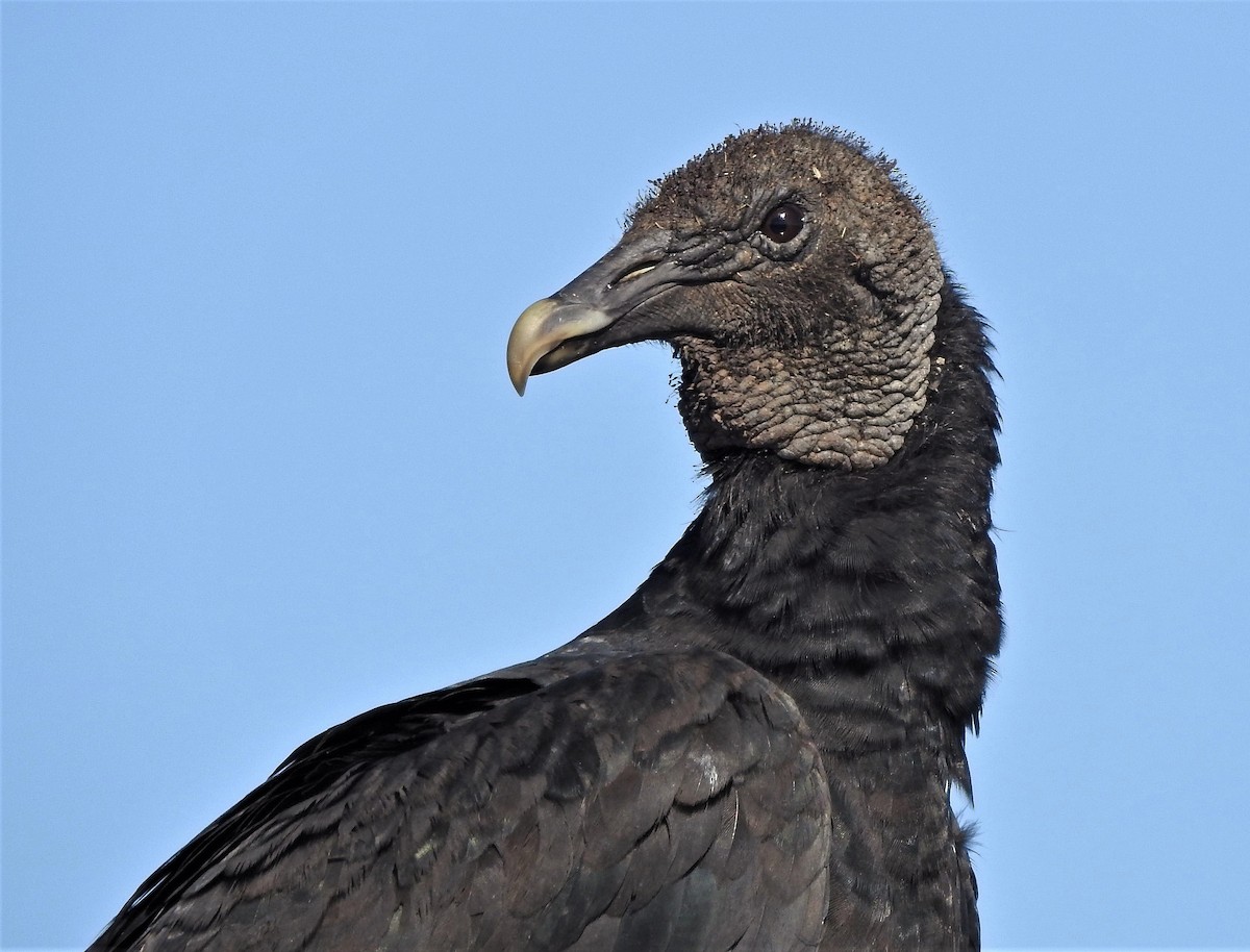 Black Vulture - Hugo Hulsberg