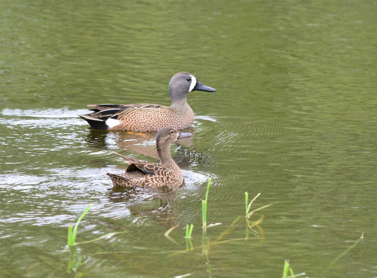 Blue-winged Teal - ML28728991