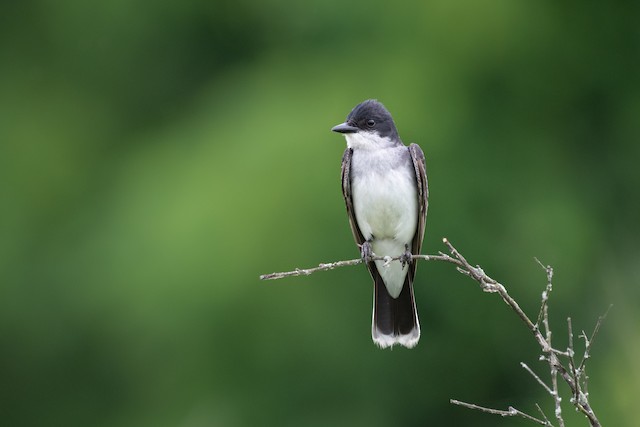 Eastern Kingbird