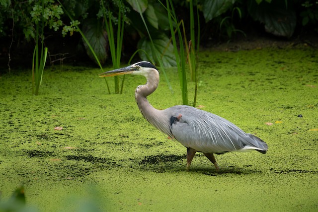 Great Blue Heron