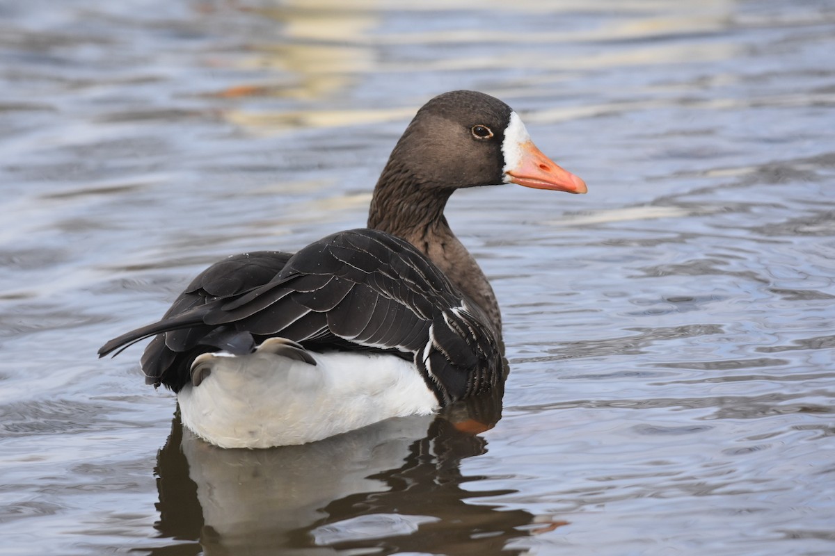 Greater White-fronted Goose - ML287293761