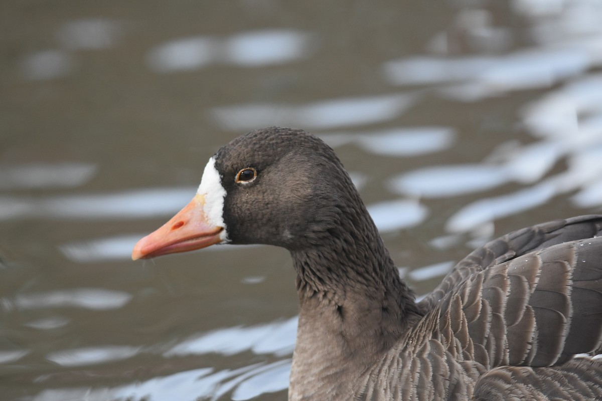 Greater White-fronted Goose - ML287293791