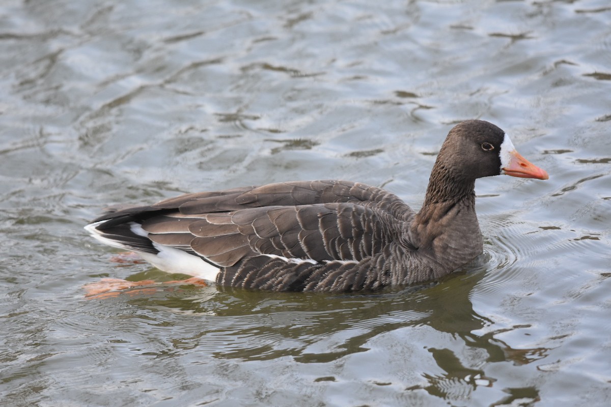 Greater White-fronted Goose - ML287293801