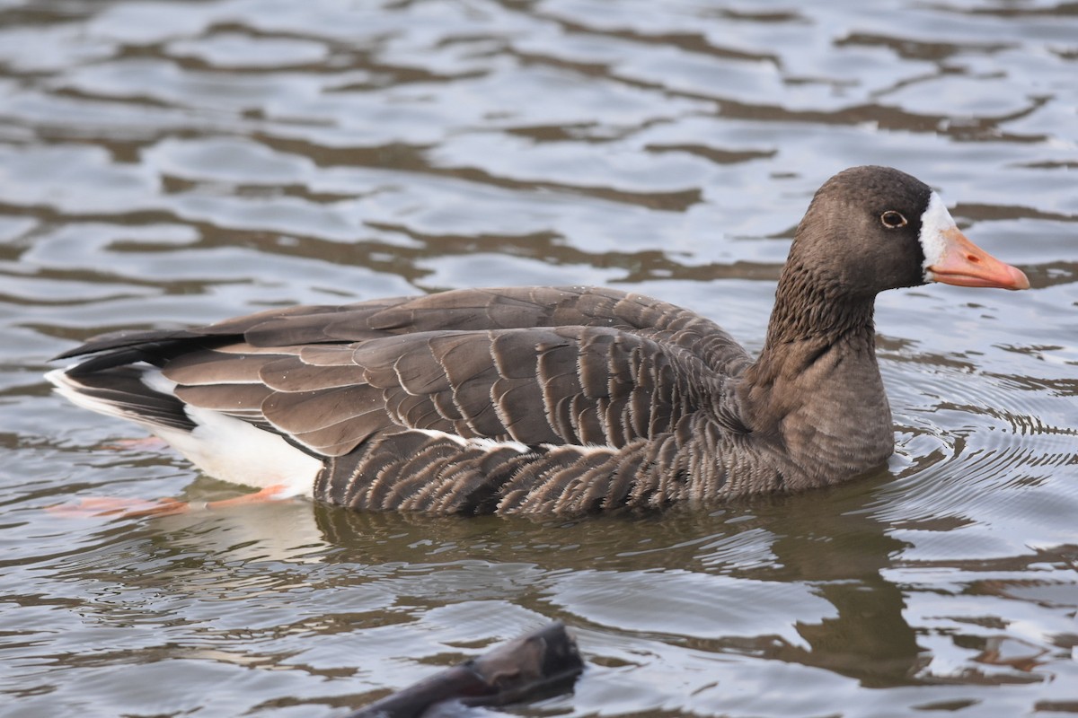 Greater White-fronted Goose - ML287293811