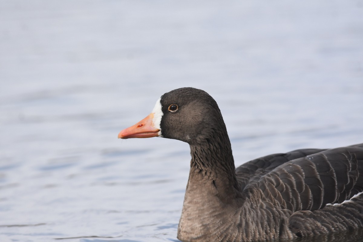 Greater White-fronted Goose - ML287293841