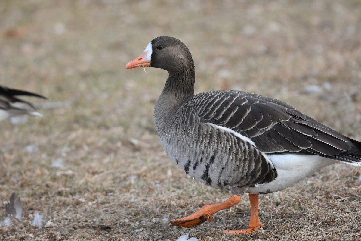 Greater White-fronted Goose - ML287293901