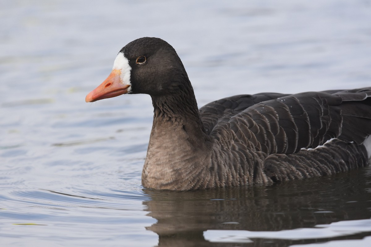 Greater White-fronted Goose - ML287293911