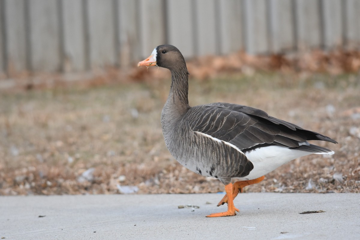 Greater White-fronted Goose - ML287293931