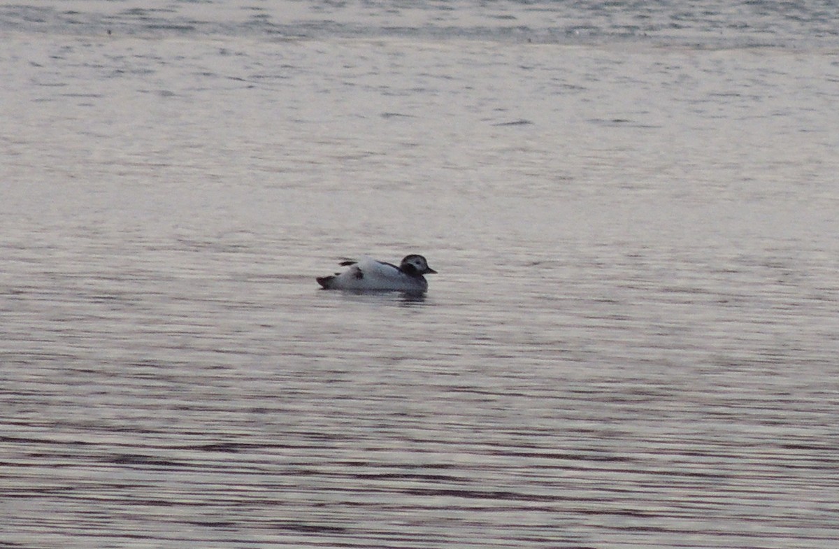 Long-tailed Duck - ML287296351