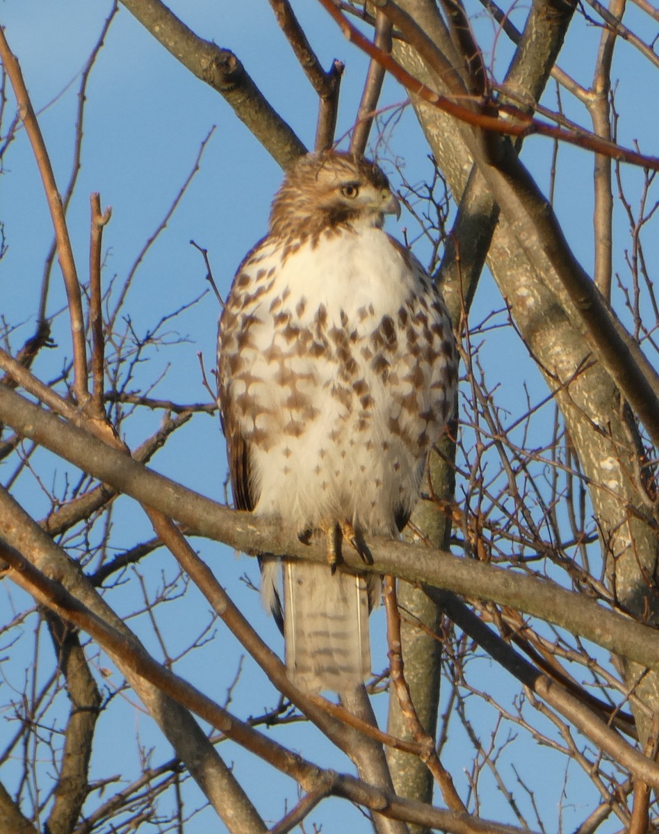 Red-tailed Hawk - ML287297951