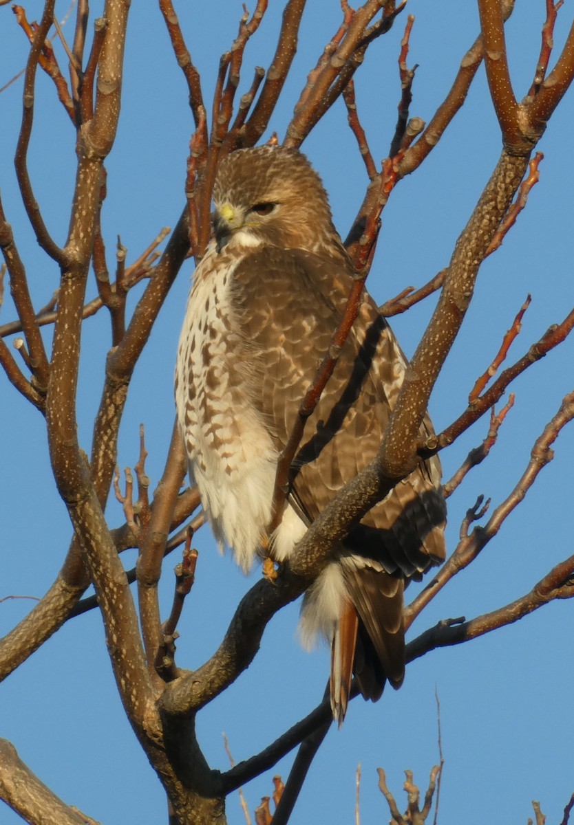 Red-tailed Hawk - ML287297961