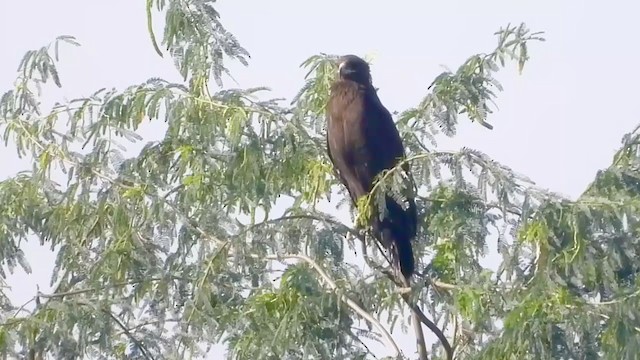 Greater Spotted Eagle - ML287298361