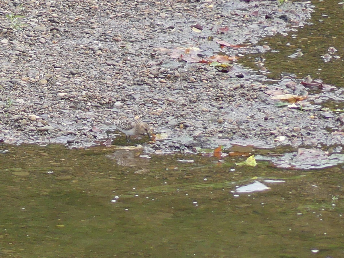 tanımsız küçük kumkuşu (Calidris sp.) - ML287301991