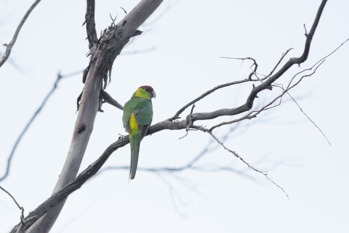 Red-capped Parrot - ML287303551