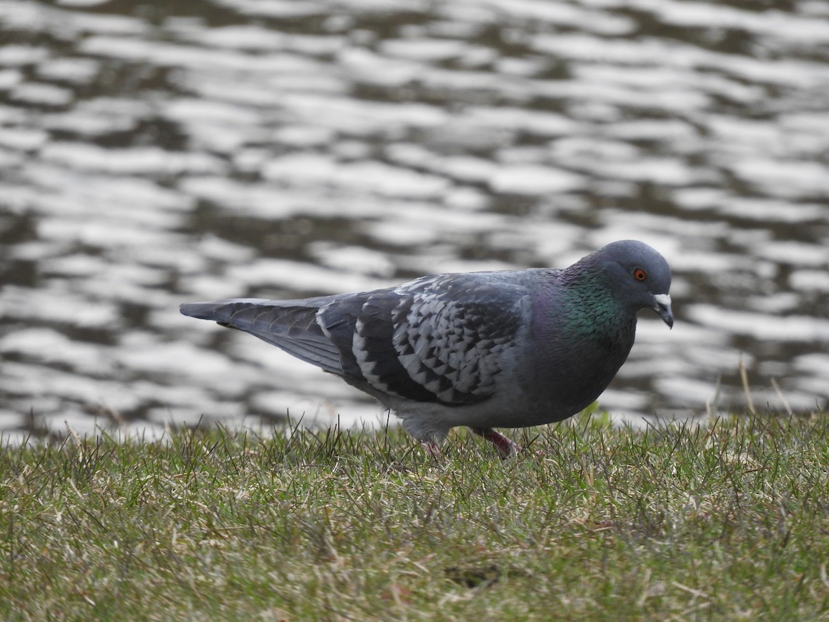 Rock Pigeon (Feral Pigeon) - Alec Cowles