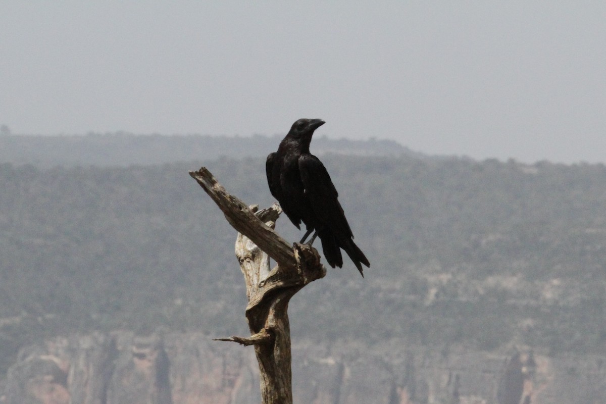 Fan-tailed Raven - Charles Davies