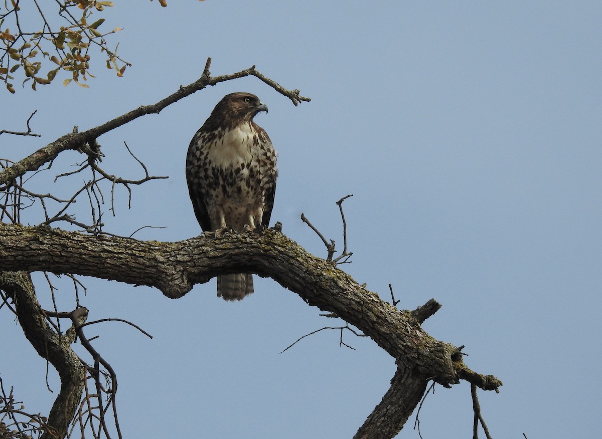 Red-tailed Hawk - ML287305931