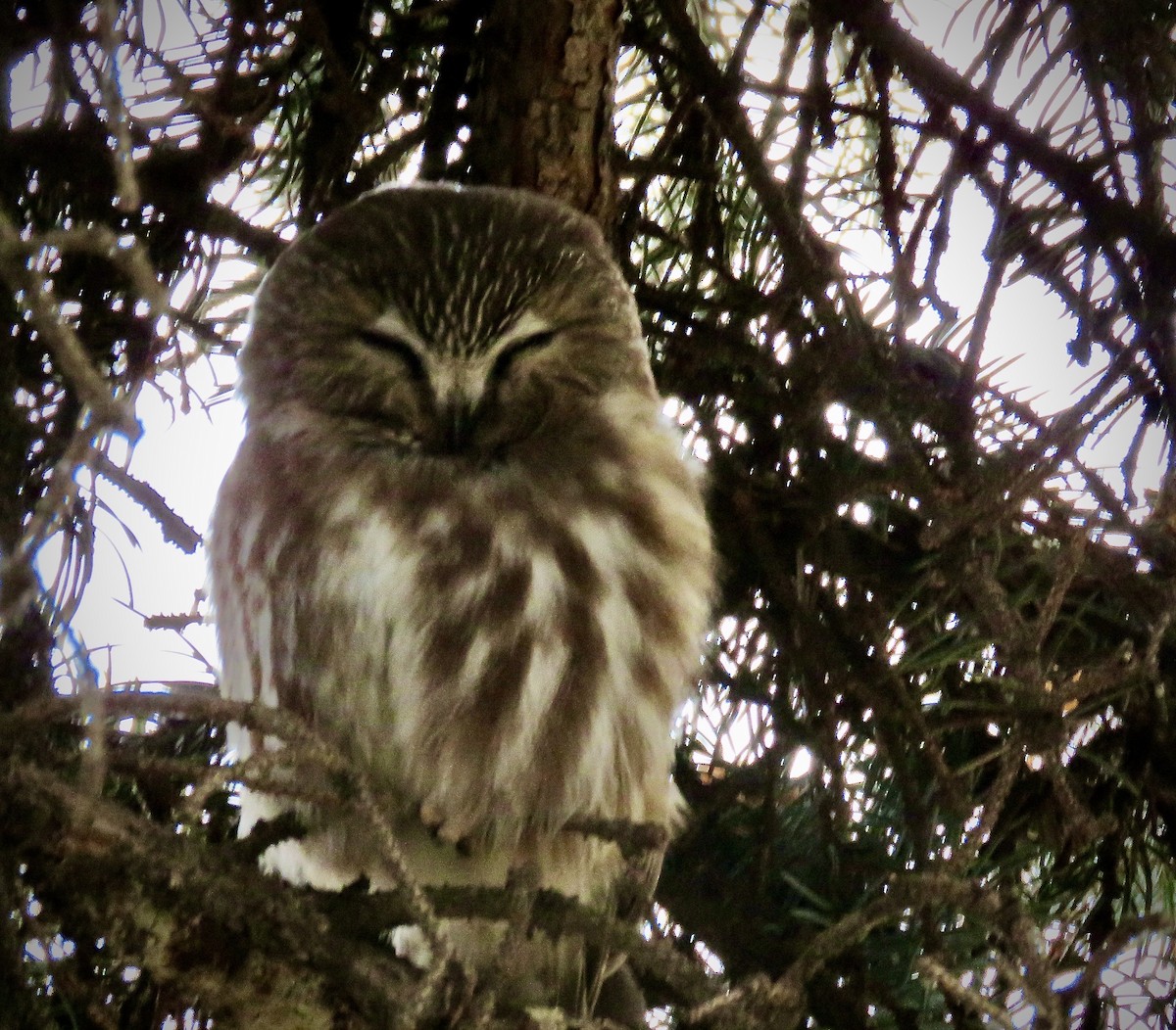 Northern Saw-whet Owl - ML287306901