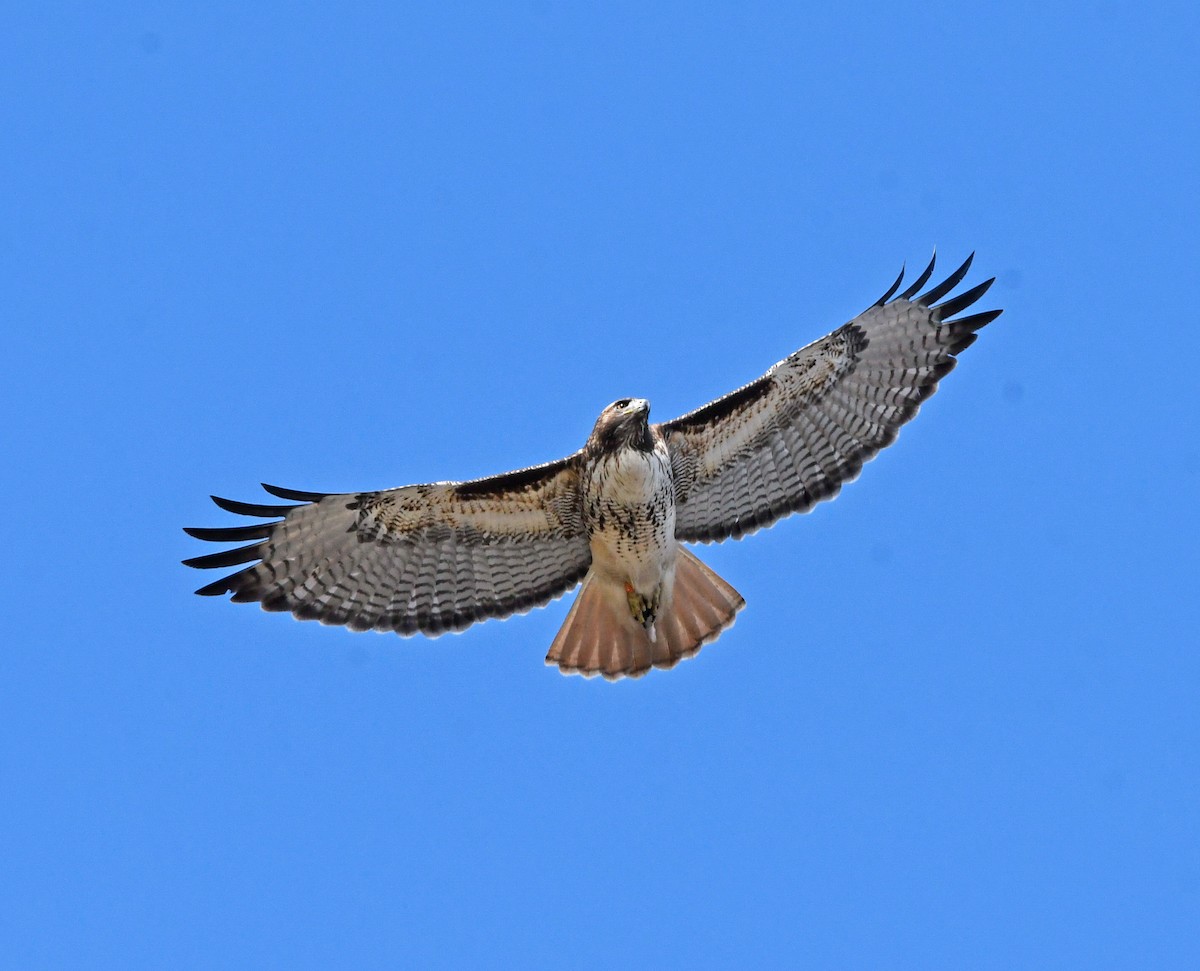 Red-tailed Hawk - ML287307591