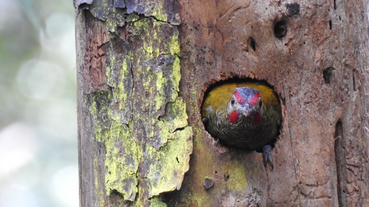 Golden-olive Woodpecker - ML287309991
