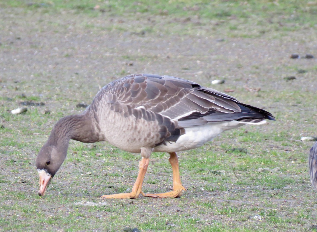 Greater White-fronted Goose - ML287310351