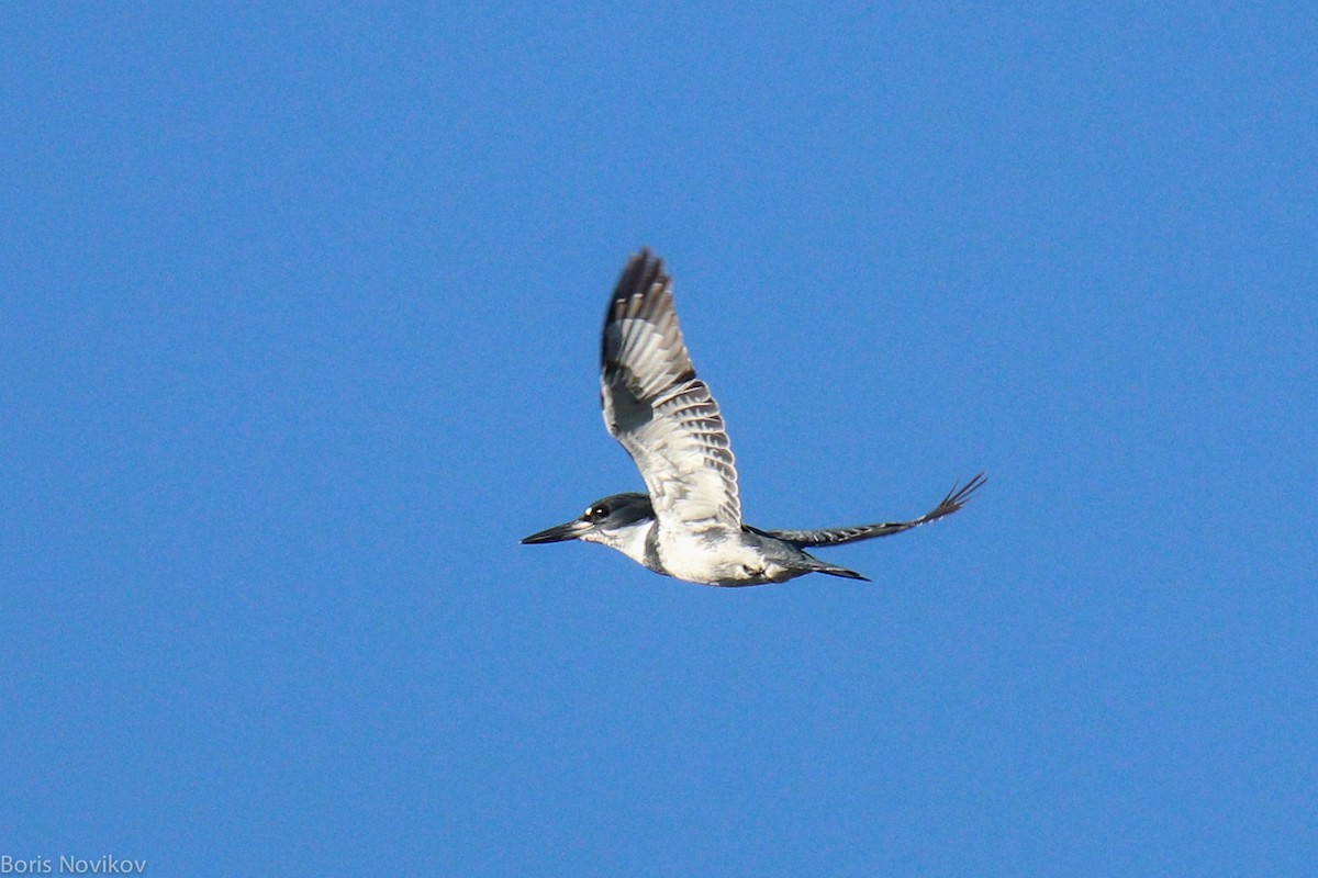 Belted Kingfisher - ML287314251