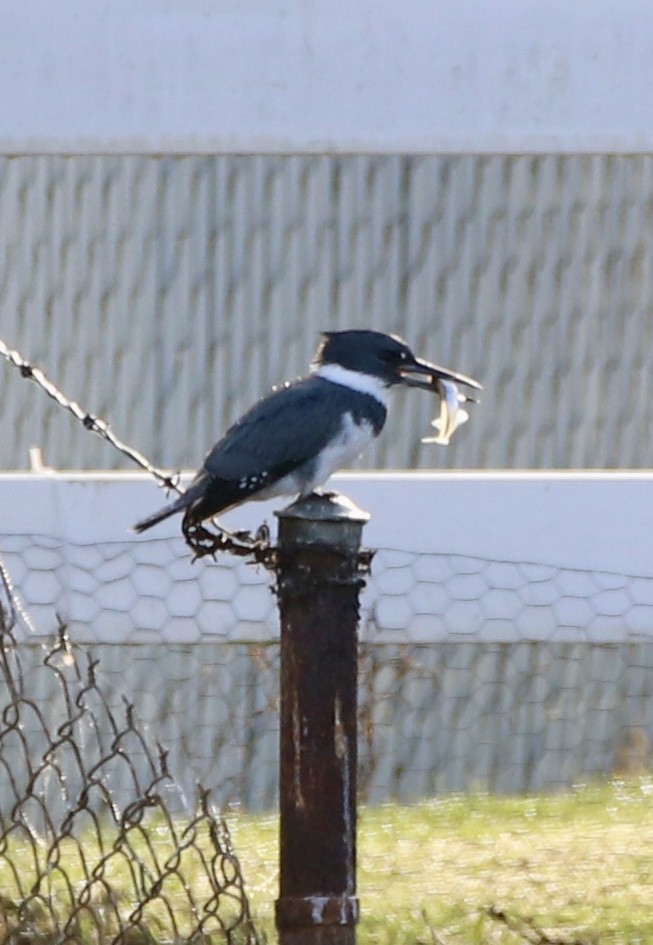 Belted Kingfisher - ML287324111