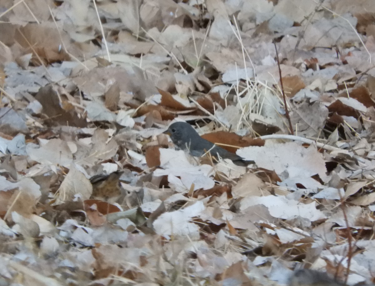 Fox Sparrow (Slate-colored) - ML287327391