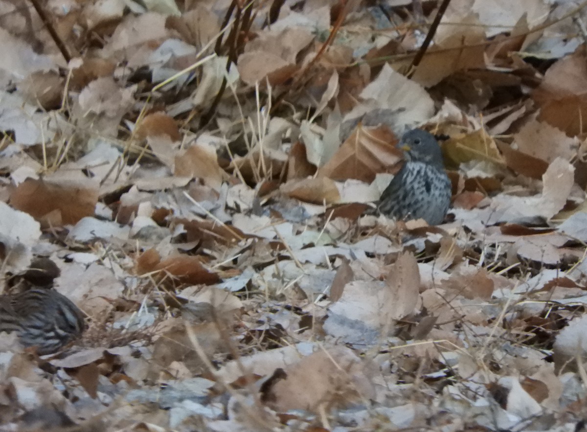 Fox Sparrow (Slate-colored) - ML287327541
